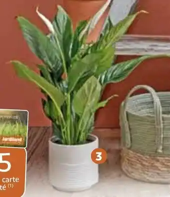 Spathiphyllum 'Sweet Silvio'