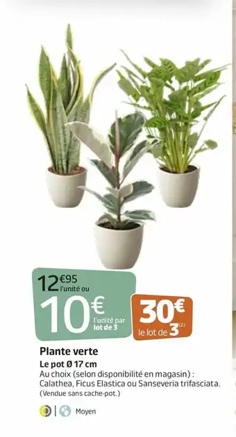 Jardiland Plante Verte offre