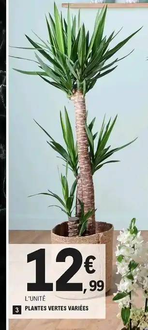 E.Leclerc Plantes vertes variées offre