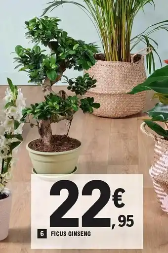 Ficus ginseng