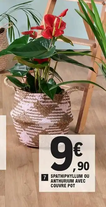 E.Leclerc Spathiphyllum ou anthurium avec couvre pot offre