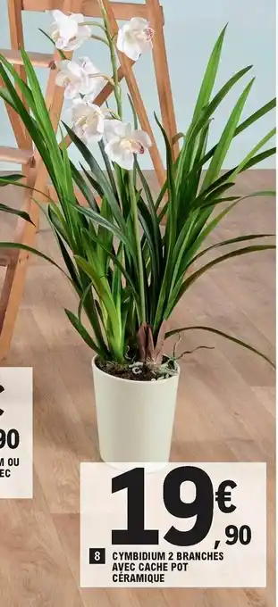 E.Leclerc Cymbidium 2 branches avec cache pot céramique offre