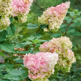 Hydrangea paniculata vanille fraise® - hortensia