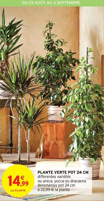 Intermarché PLANTE VERTE POT 24 CM offre