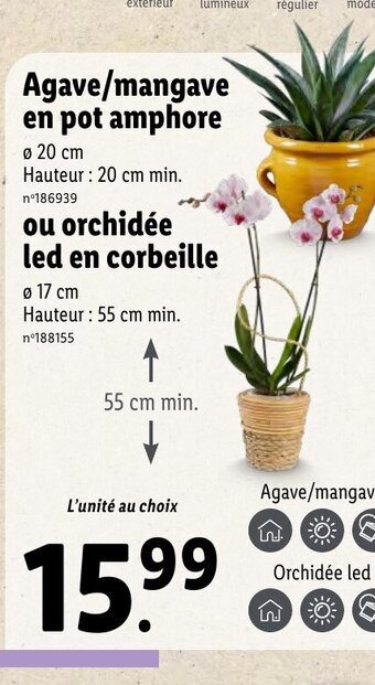 Agave/mangave en pot amphore