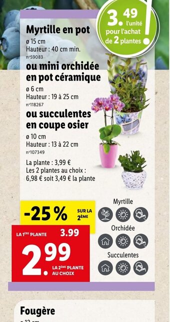 Lidl Myrtille en pot offre