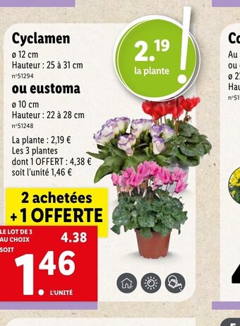 Lidl Cyclamen offre