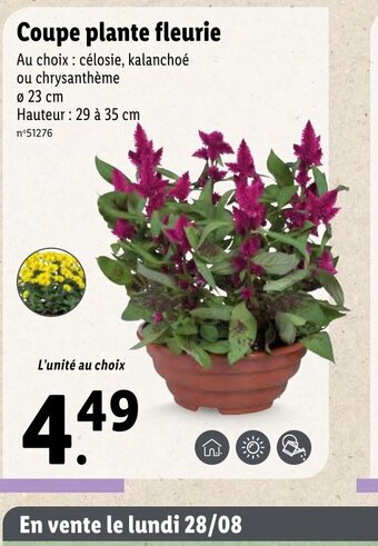 Lidl Coupe plante fleurie offre