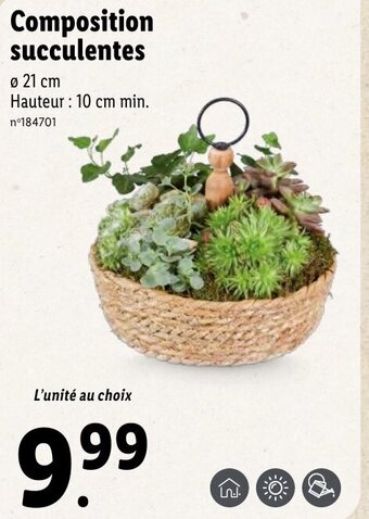 Lidl Composition succulentes offre
