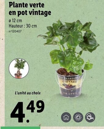 Lidl Plante verte en pot vintage offre