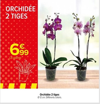 Carrefour Orchidée 2 tiges Ø 12 cm. Différents coloris. offre