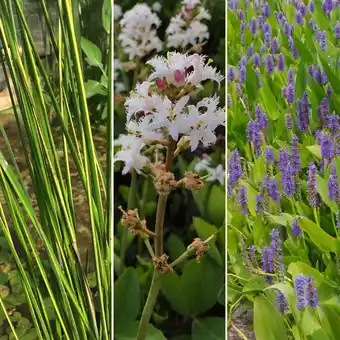 Gamm vert Pack plantes aquatiques plantes émergentes 1 offre