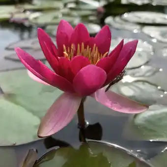 Gamm vert Nénuphar rustique carmin 'froebeli' offre
