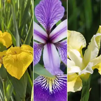 Gamm vert Pack plantes aquatiques plantes émergentes 7 offre