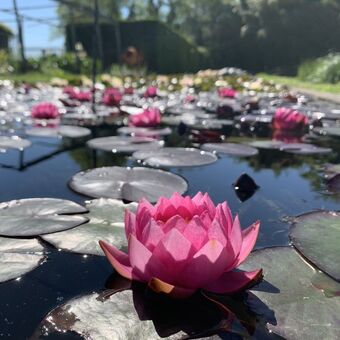Gamm vert Nénuphar rustique rose 'james brydon' offre