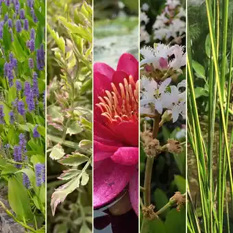 Gamm vert Pack plantes aquatiques nénuphar rouge - petit bassin offre