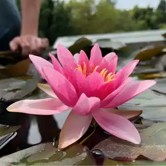 Gamm vert Nénuphar rustique 'murillo' offre