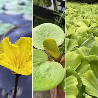 Gamm vert Pack plantes aquatiques plantes flottantes 1 offre