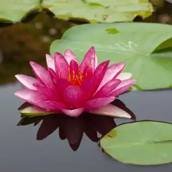 Gamm vert Nénuphar rustique 'red volunteer' offre