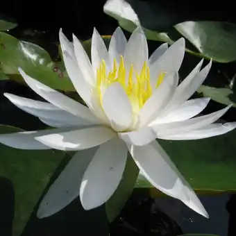 Nénuphar rustique blanc 'caroliniana nivea'