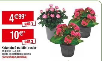 Cora x Carrefour Kalanchoé ou mini rosier offre