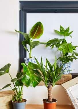 Super U MIXTE PLANTES VERTES offre