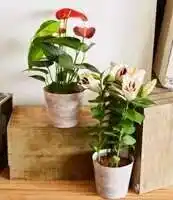 Super U MIXTE PLANTES FLEURIES offre