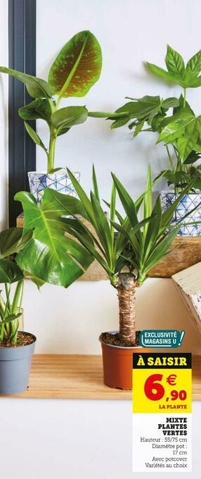 U Express MIXTE PLANTES VERTES offre