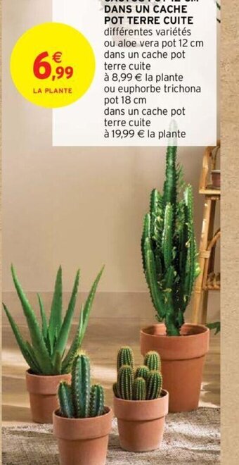 Intermarché Hyper CACTUS POT 12 CM DANS UN CACHE POT TERRE CUITE différentes variétés ou aloe vera pot 12 cm dans un cache pot terre cuite offre