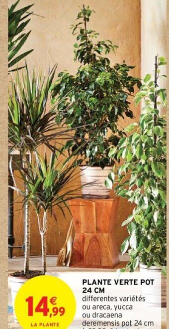PLANTE VERTE POT 24 CM differentes variétés ou areca, yucca ou dracaena deremensis pot 24 cm