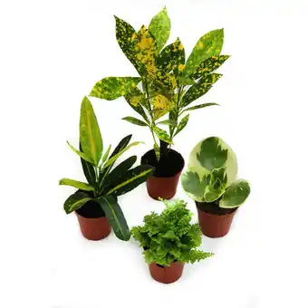 Gamm vert Kit de 4 mini-plantes jaune offre