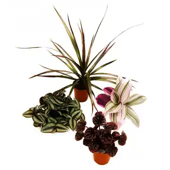 Gamm vert Kit de 4 mini-plantes pourpre offre