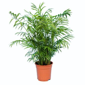 Gamm vert Palmier nain chamaedorea elegans offre