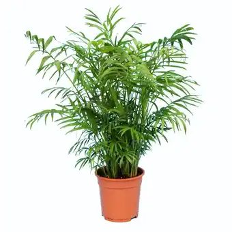 Palmier nain chamaedorea elegans