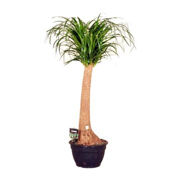 Gamm vert Beaucarnea (h.160cm) offre