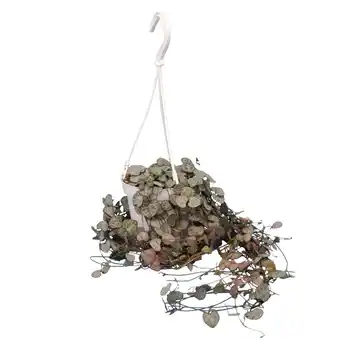 Gamm vert Chaîne des coeurs - ceropegia woodii offre
