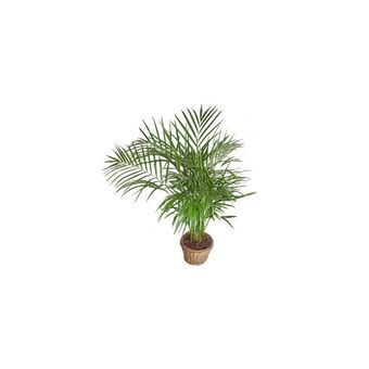 Gamm vert Areca (h.130cm) offre