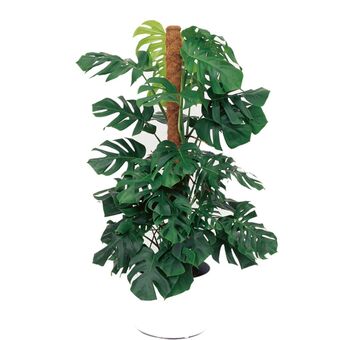 Gamm vert Monstera deliciosa sur tuteur (h.150cm) offre