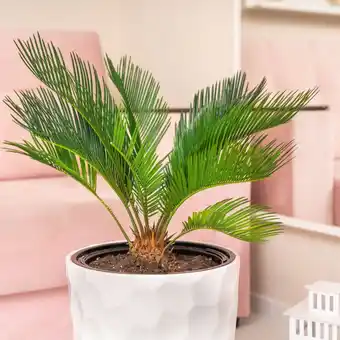 Cycas revoluta (h.20cm)