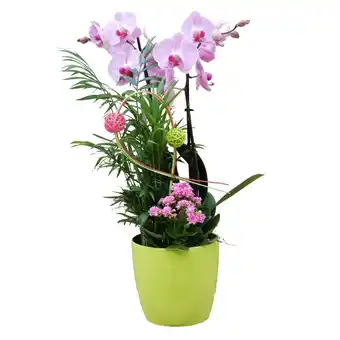 Orchidée : phalaenopsis 'moon' en composition