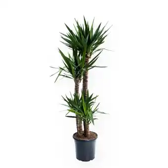 Gamm vert Yucca 4 troncs (h.180cm) offre