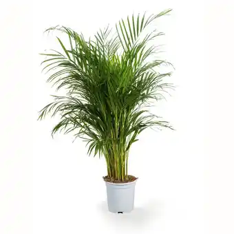 Palmier areca - dypsis lutescens (h.140cm)
