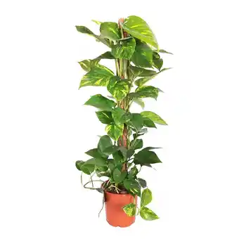 Scindapsus aureus sur tuteur (h.150cm)