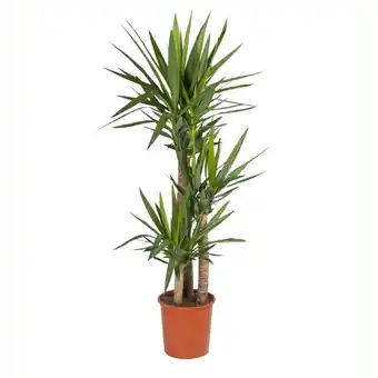 Yucca 3 troncs (h.140-150cm)