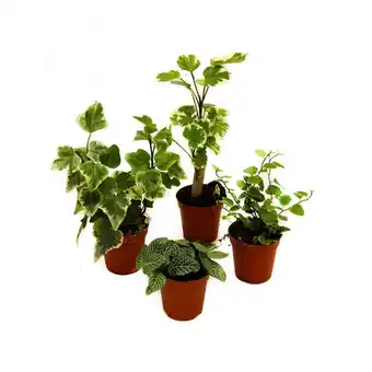 Gamm vert Kit de 4 mini-plantes ivoire offre