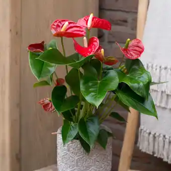 Anthurium rouge (h.40cm)