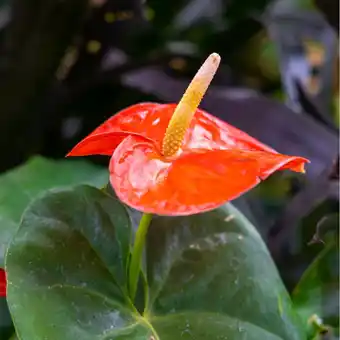 Anthurium orange (h.40cm)
