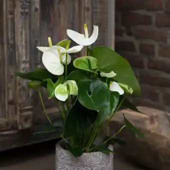 Anthurium blanc (h.40cm)