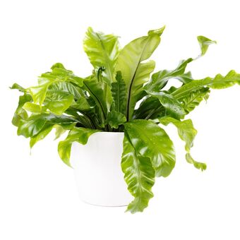 Gamm vert Asplenium nidus - fougère nid d'oiseau (h.30cm) offre