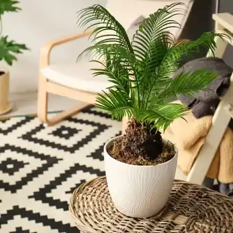 Cycas revoluta (h.60cm)